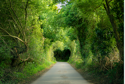 heart shape in tree tunnel (c) Gemma Foreman_Getty Images_ Canva heart shape in tree tunnel