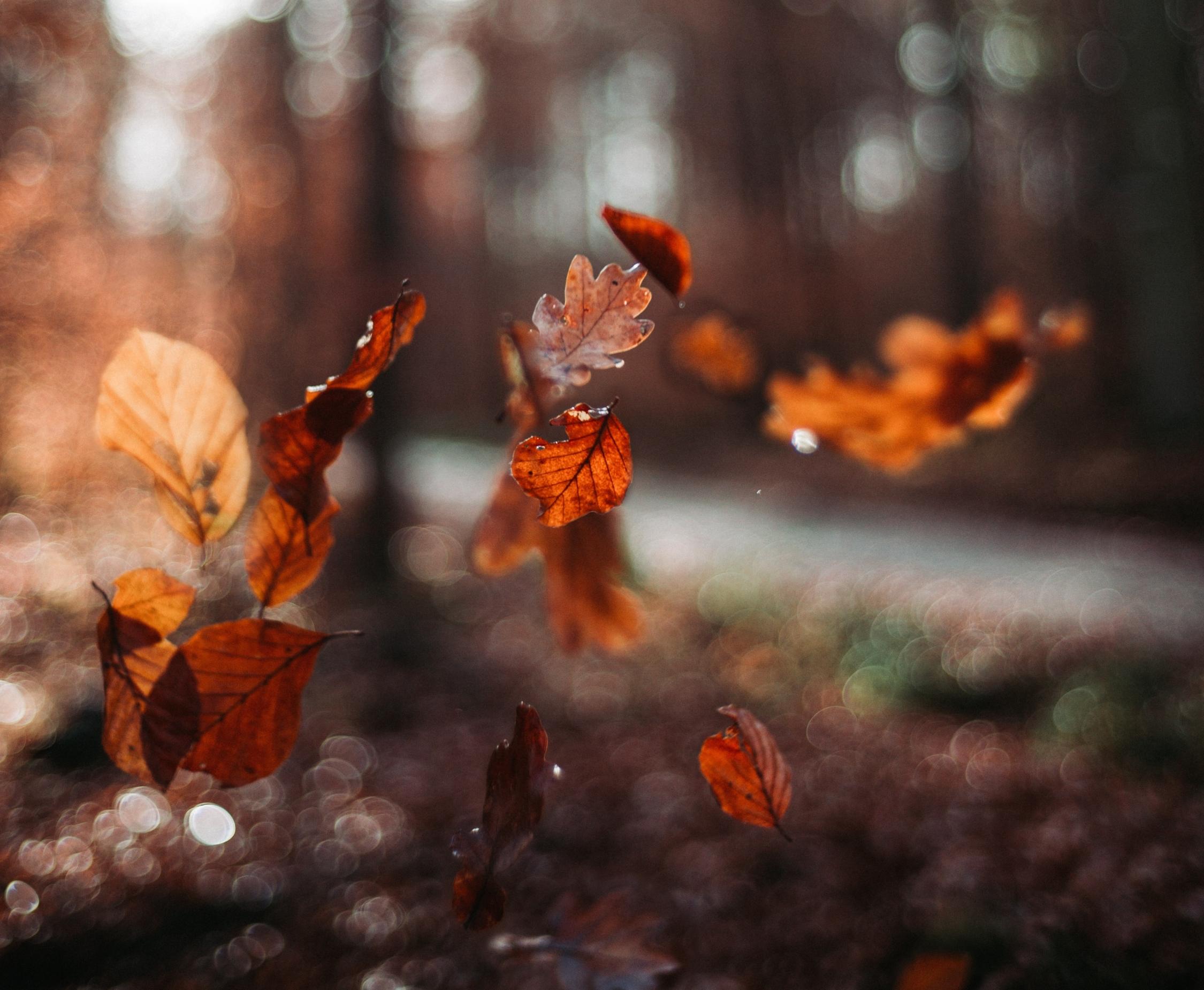 Herbst (c) Unsplash, Oliver Hihn, oliver-hihn-Fd3NFkSLkzs-unsplash Herbst